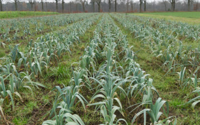 groentepakket week 49