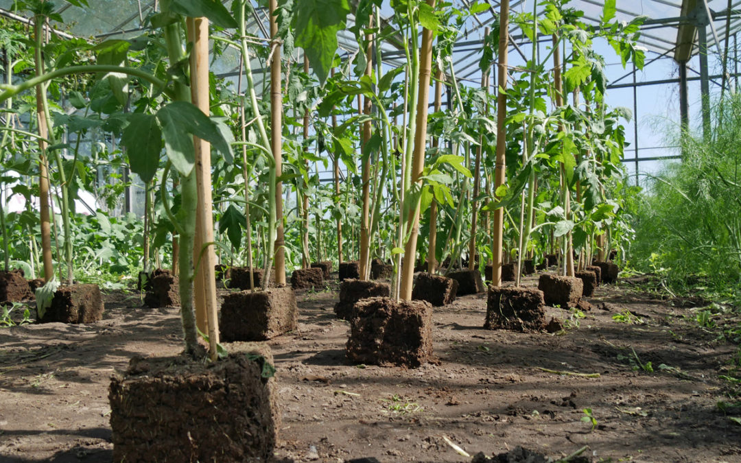 groentepakket week 18 2019