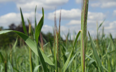 Aandacht voor de natuur en groen zijn me met de paplepel ingegeven