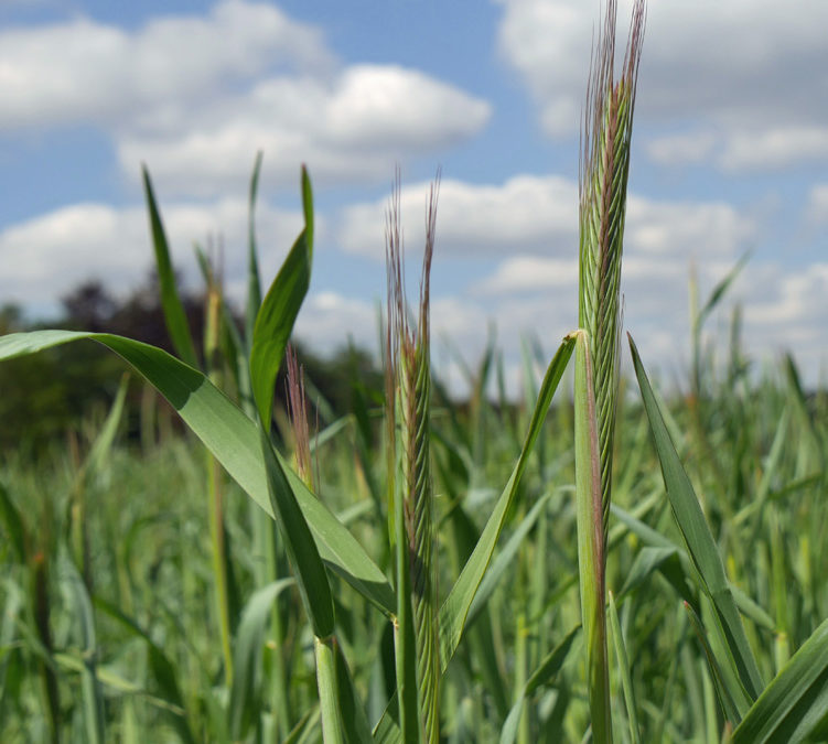 Aandacht voor de natuur en groen zijn me met de paplepel ingegeven