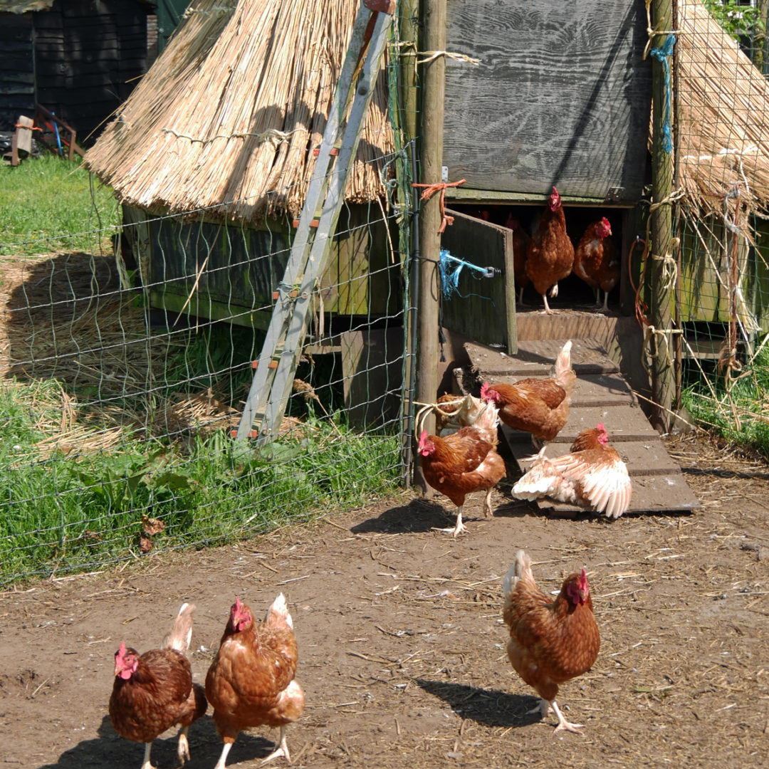 Adopteer een kip Boerderij De Kraanvogel