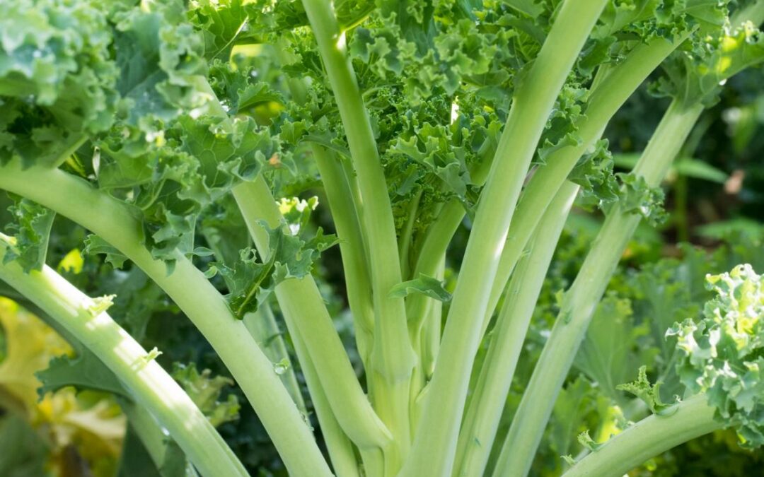 groentepakket week 48 (4 en 5 december)