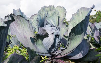 groentepakket week 46 (13 en 14 november)