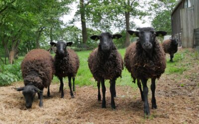 Wolf slaat toe op Boerderij De Kraanvogel