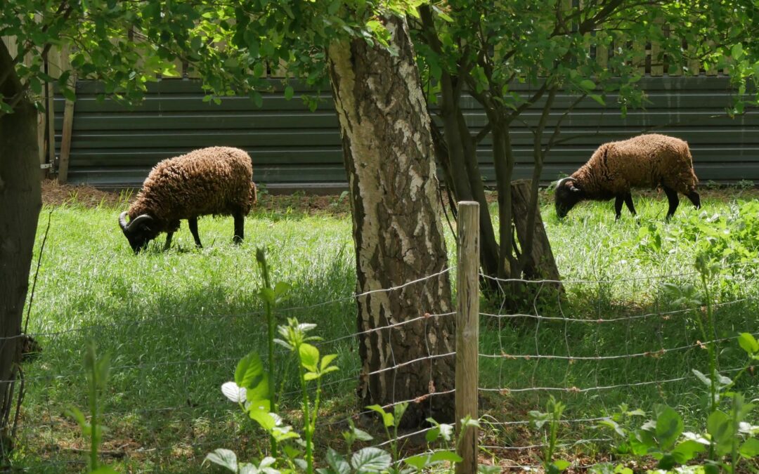 Schapenwei verplaatst en nieuw doel van 300 klanten