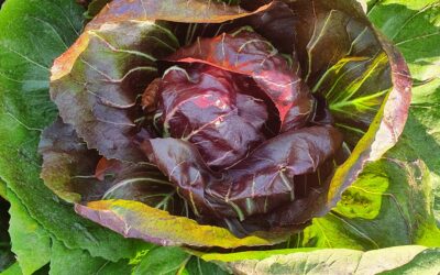 groentepakket week 8 (19 en 20 januari)