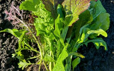 groentepakket week 17 (23 en 24 april)