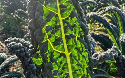 groentepakket week 4 (22 en 23 januari)