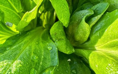 groentepakket week 18 (30 april en 1 mei)