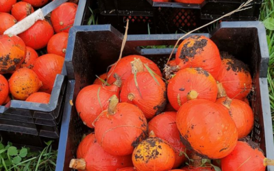 Pompoenoogstdag op zaterdag 1 oktober !!