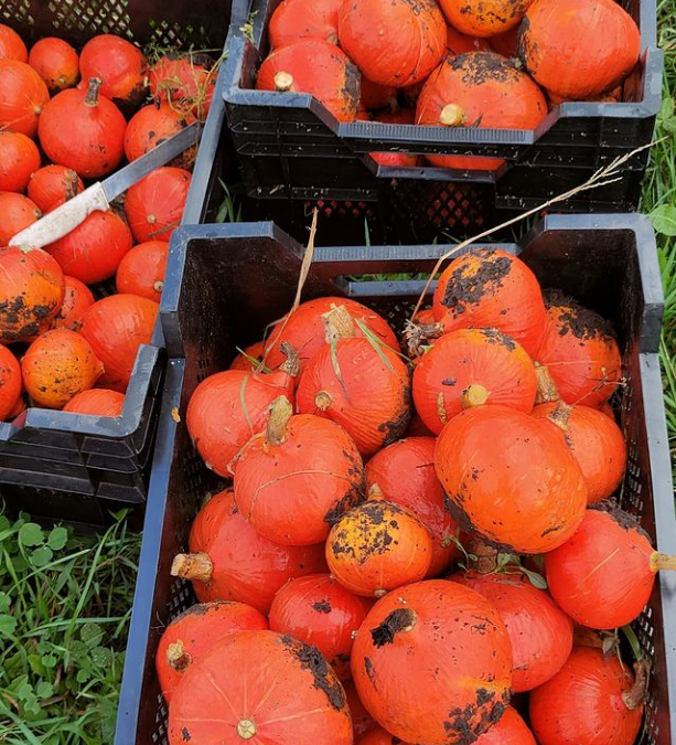 Pompoenoogstdag op zaterdag 1 oktober !!