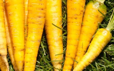 Puree van geroosterde gele wortelen