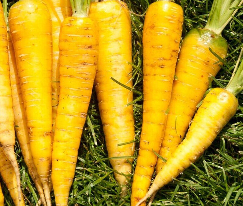 Puree van geroosterde gele wortelen