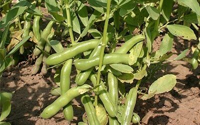 Tuinbonen met eieren uit de Perzische keuken