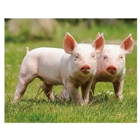 Er komen varkens !!!