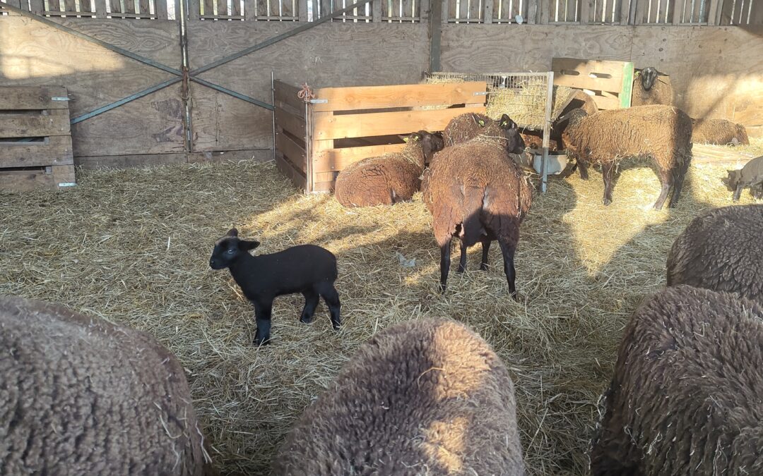 Lammetjes groeien als kool