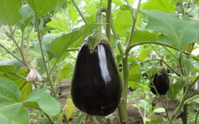 Vegetarische lasagne met aubergine