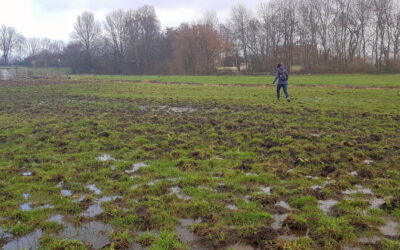 Een wandeling door natte weilanden zou moeten kunnen