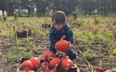 Pompoenoogstdag groot succes