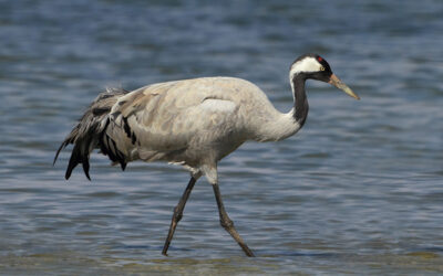 Zorgboerderij De Grus bereikt mijlpaal!