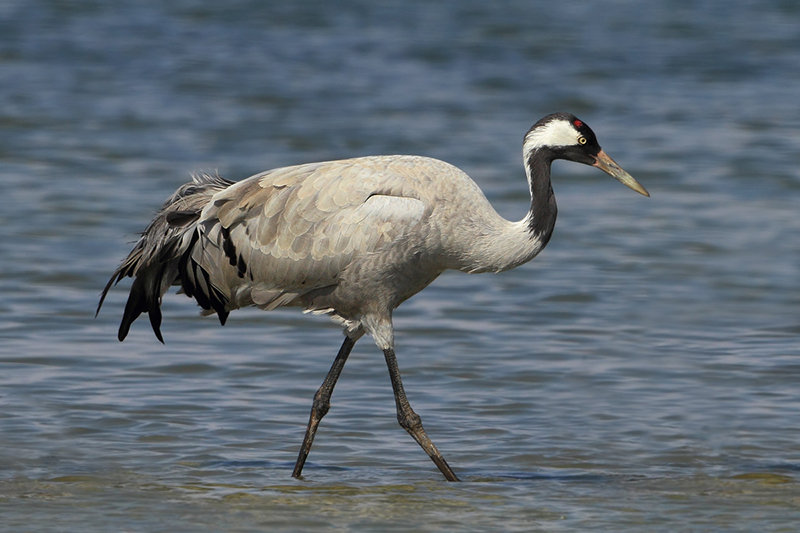 Zorgboerderij De Grus bereikt mijlpaal!