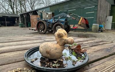 eindejaars nieuwsbrief