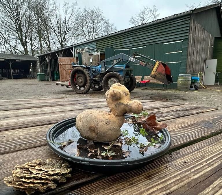 eindejaars nieuwsbrief